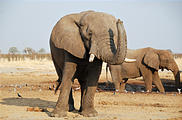 Botswana - Savute - Elephant