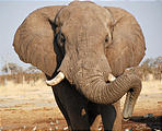 Botswana - Savute - Elephant