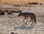 Botswana - Savute - Jackal