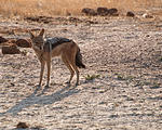 Botswana - Savute - Jackal