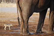 Botswana - Savute - Elephant - Jackal