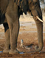 Botswana - Savute - Elephant - Jackal