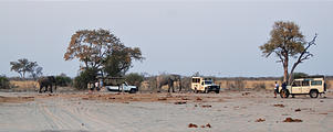 Botswana - Savute - Elephant