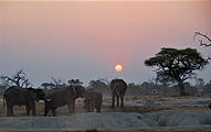 Botswana - Savute - Elephant - Sunset