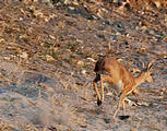 Botswana - Savute - Steenbok