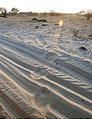 Botswana - Savute - Elephant Tracks