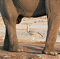 Botswana - Savute - Elephant - Kori Bustard