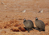 Botswana - Savute - Guinea Fowl