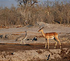 Botswana - Savute - Kori Bustard - Impala