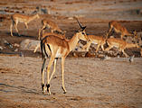 Botswana - Savute - Impala