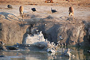 Botswana - Savute - Waterhole - Impala - Guinea Fowl - Dove