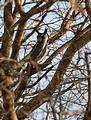 Botswana - Savute - Owl