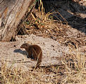 Botswana - Savute - Mongoose