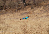 Botswana - Savute - Lilac breasted Roller