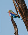 Botswana - Savute - Lilac breasted Roller