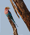 Botswana - Savute - Lilac breasted Roller