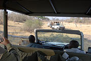 Botswana - Savute - Safari Truck - Lion