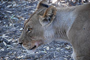 Botswana - Savute - Lion