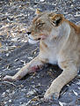 Botswana - Savute - Lion