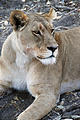 Botswana - Savute - Lion