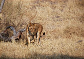 Botswana - Savute - Lion