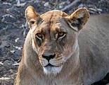 Botswana - Savute - Lion