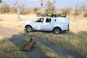 Botswana - Savute - Lion