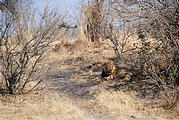 Botswana - Savute - Lion