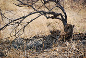 Botswana - Savute - Cheetah