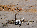 Botswana - Savute - Skull