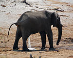 Botswana - Waterhole by the Lodge - Elephant