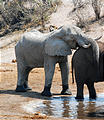 Botswana - Waterhole by the Lodge - Elephant