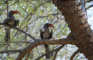 Botswana - Savute Safari Lodge - Red billed Hornbill