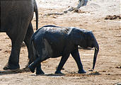 Botswana - Waterhole by the Lodge - Elephant