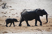 Botswana - Waterhole by the Lodge - Elephant