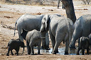 Botswana - Waterhole by the Lodge - Elephant