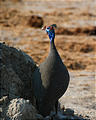 Botswana - Savute - Guinea Fowl