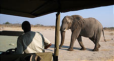 Botswana - Savute - Elephant