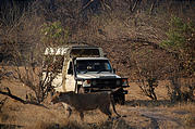 Botswana - Savute - Lion - Safari Truck