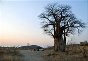 Botswana - Savute - Sundowner - Baobob