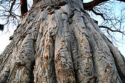 Botswana - Savute - Sundowner - Baobob