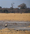 Botswana - Savute - Secretary Bird