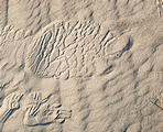 Botswana - Savute - Elephant Track