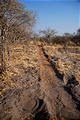 Botswana - Savute - Elephant Path