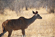 Botswana - Savute - Kudu