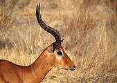 Botswana - Savute - Impala