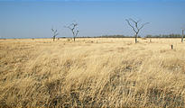 Botswana - Savute - Grass