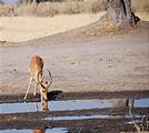 Botswana - Savute - Impala