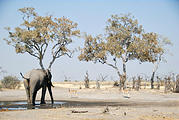 Botswana - Savute - Elephant