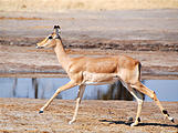 Botswana - Savute - Impala